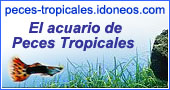 peces-tropicales.idoneos.com