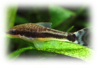 Otocinclo Enano