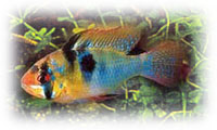 Ramirezi