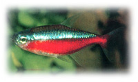 Neón Tetra Cardenal