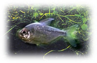 Tetra Diamante