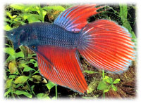 Betta Splendens macho