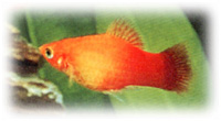 Platy maculatus