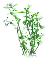 Bacopa