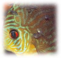 Reproducción de peces tropicales en el acuario Reproducción de peces tropicales en el acuario