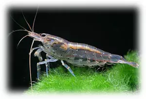 Caridina japonica