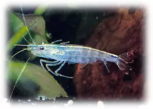 Caridina japonica