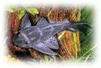 Plecostomus