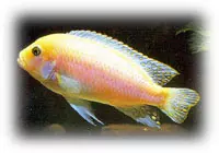 Labidochromis Caeruleus