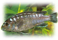 Melanochromis Johanni