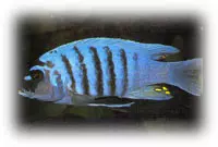 Pseudotropheus Zebra