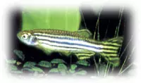 Danio Cebrita