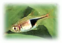 Rasbora Arlequín